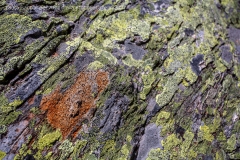 Sartor3